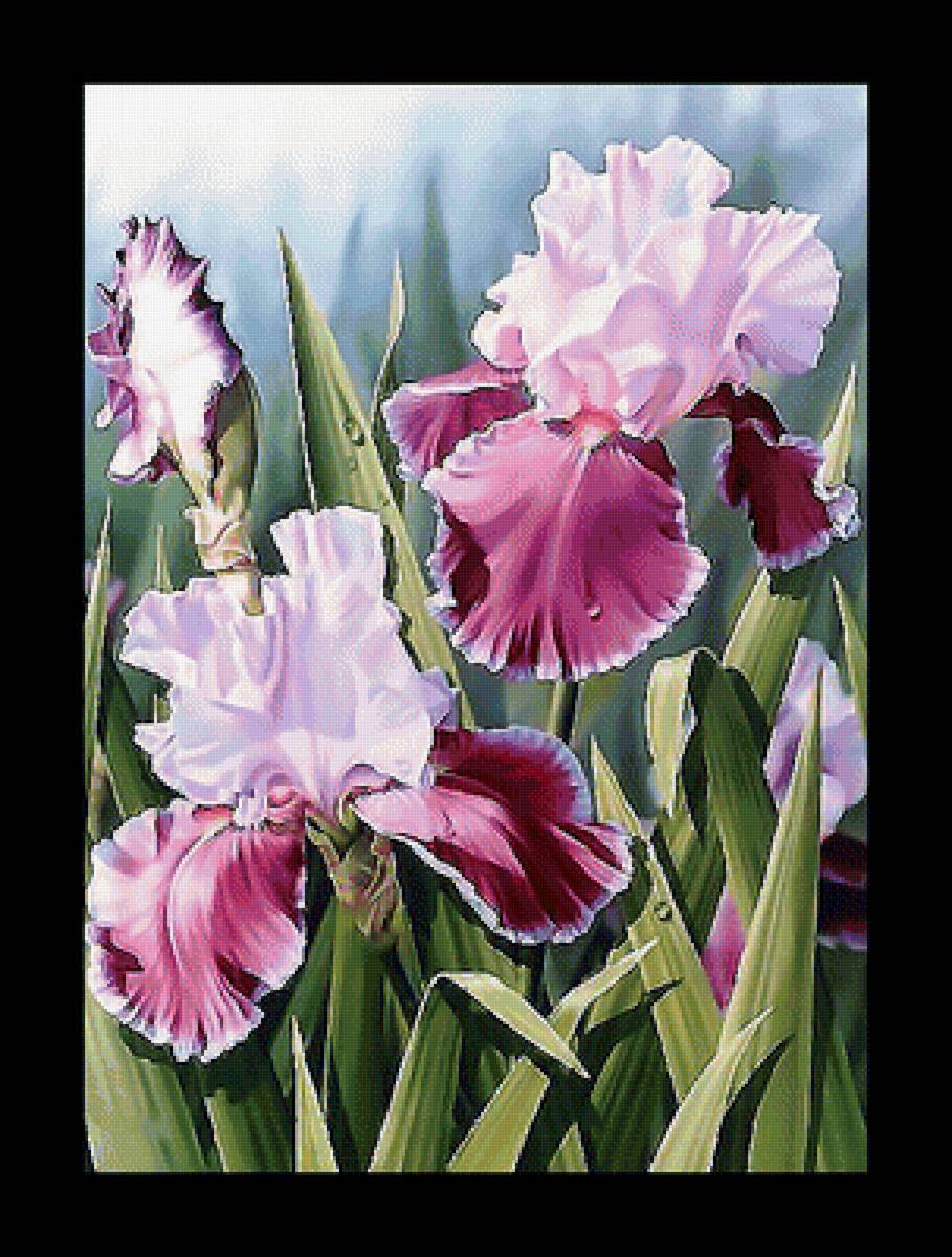 Серия "Ирисы" - ирисы, флора, цветы - предпросмотр