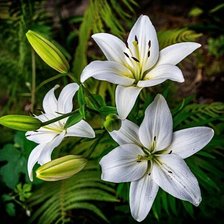 Схема вышивки «Лилии»