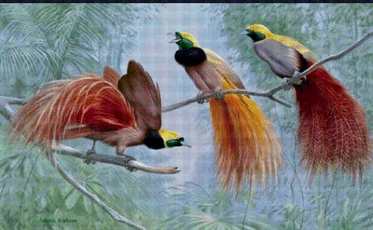 Райские птички - птицы, ветвь - предпросмотр