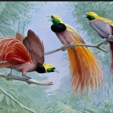 Схема вышивки «Райские птички»