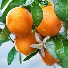 Схема вышивки «апельсин»