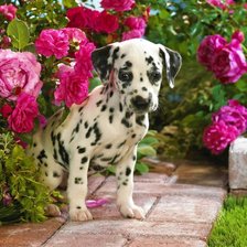 Схема вышивки «Далматинец»