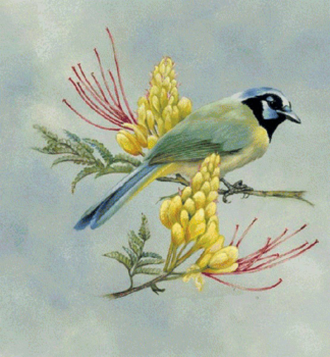 Лазоревка - птичка, синица - предпросмотр