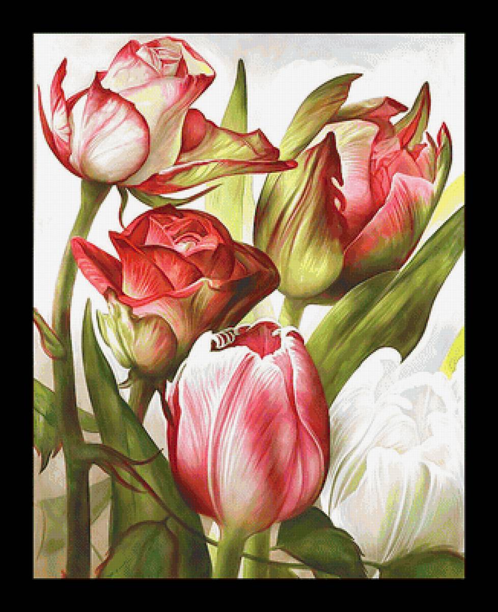 Серия "Тюльпаны" - тюльпаны, цветы, флора - предпросмотр