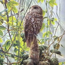 Схема вышивки «сова»