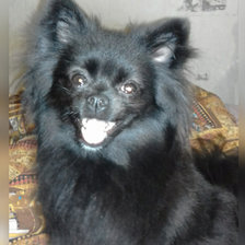 Схема вышивки «Кола»