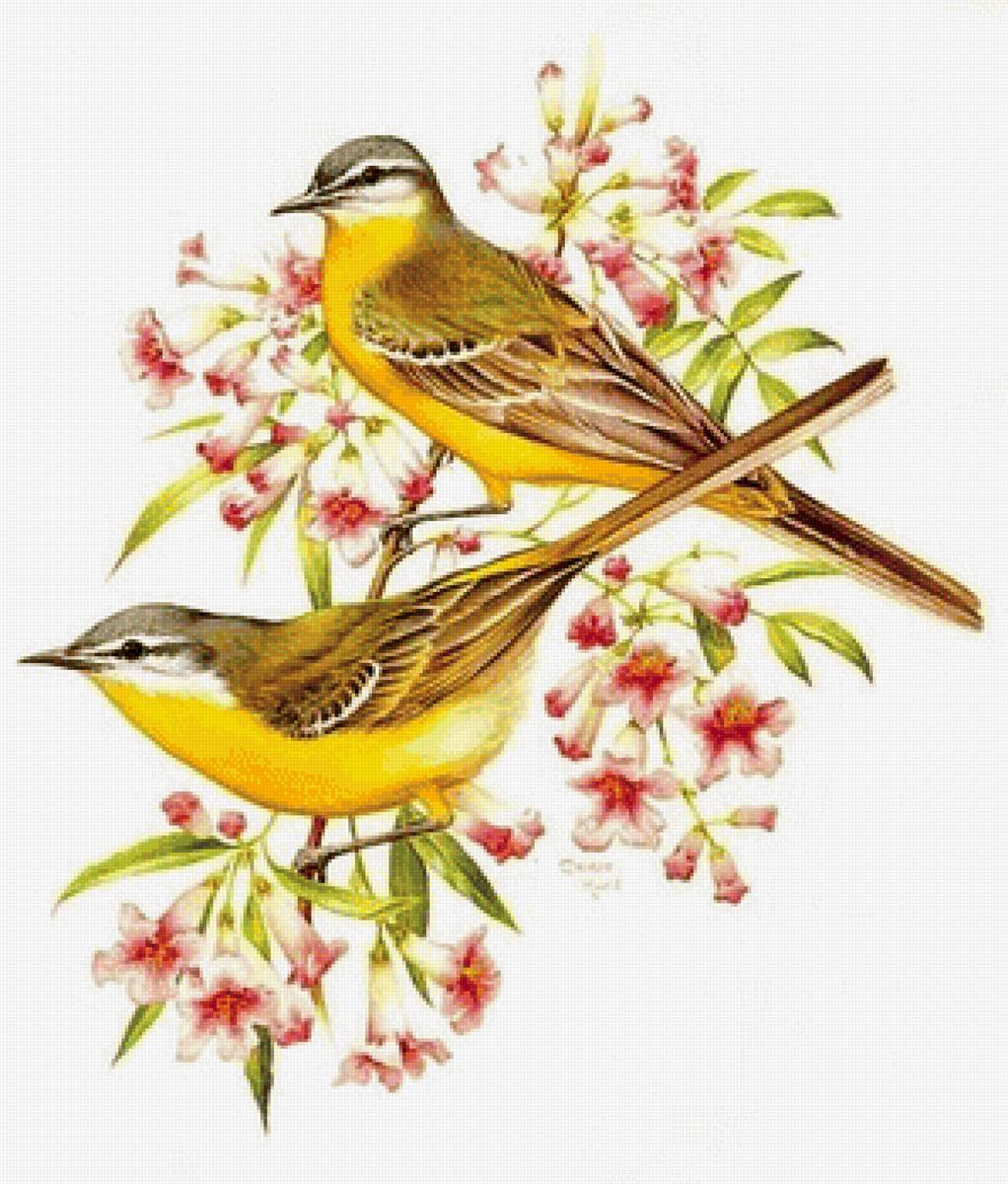 Канарейки - цветущая ветка, птицы - предпросмотр