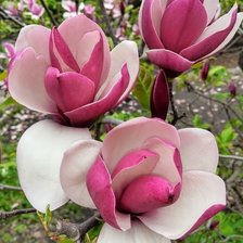 Схема вышивки «магнолия ,»