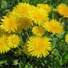 Схема вышивки «одуванчики»