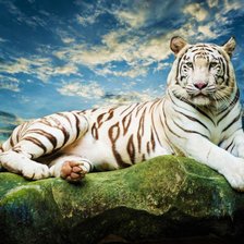 Схема вышивки «Белый тигр»