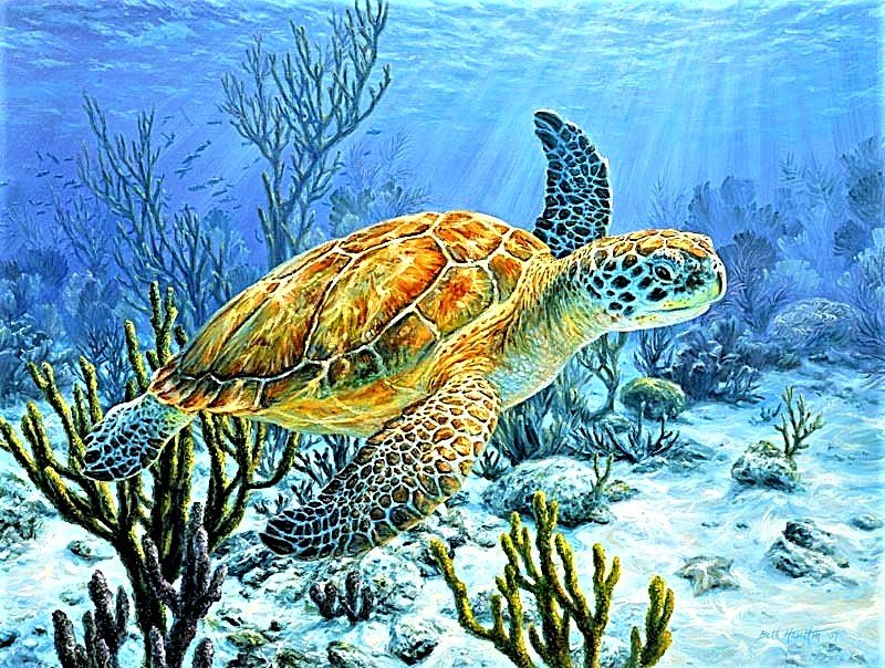 №1887142 - черепахи - оригинал