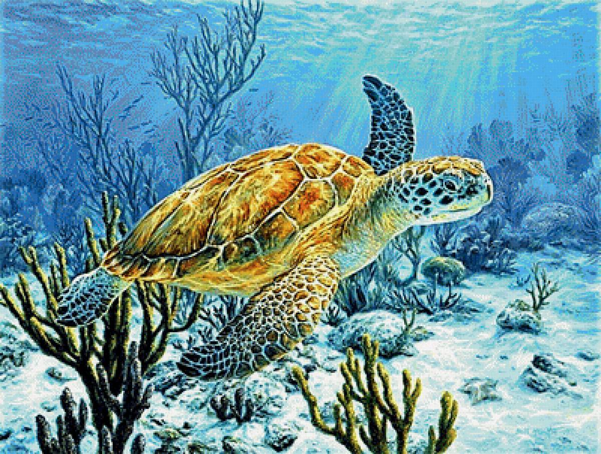 №1887142 - черепахи - предпросмотр