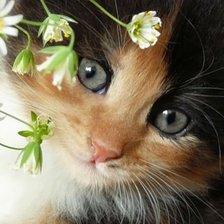 Схема вышивки «Котенок»