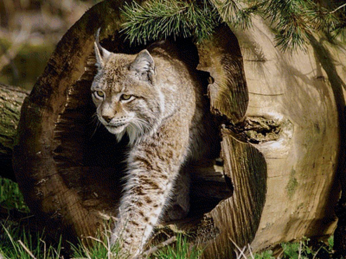 Рысь - природа, рысь, животные - предпросмотр