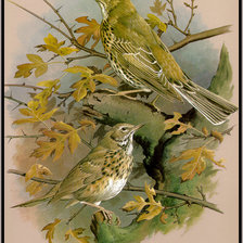 Схема вышивки «Чудесная пара»