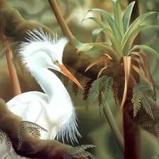 Желтоклювая цапля