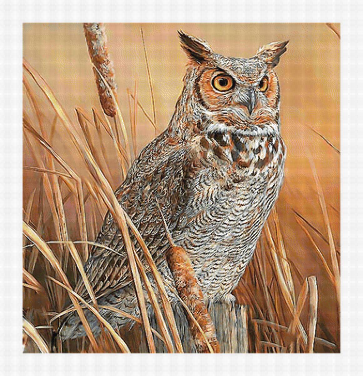 Серия "Птицы". Сова - птицы, совы, фауна - предпросмотр