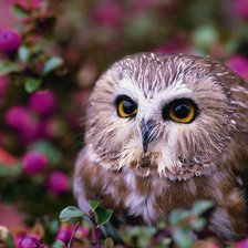 Схема вышивки «Сова»