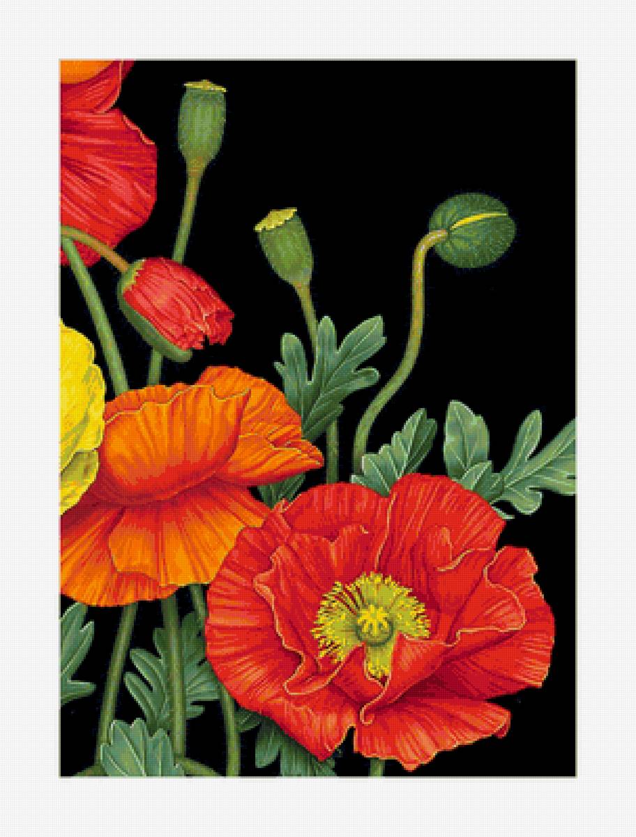 Серия "Маки". - флора, маки, цветы - предпросмотр