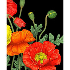 Схема вышивки «Серия "Маки".»