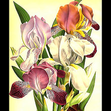 Схема вышивки «Серия "Ирисы"»