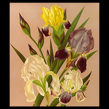 Оригинал схемы вышивки «Серия "Ирисы"» (№1888696)