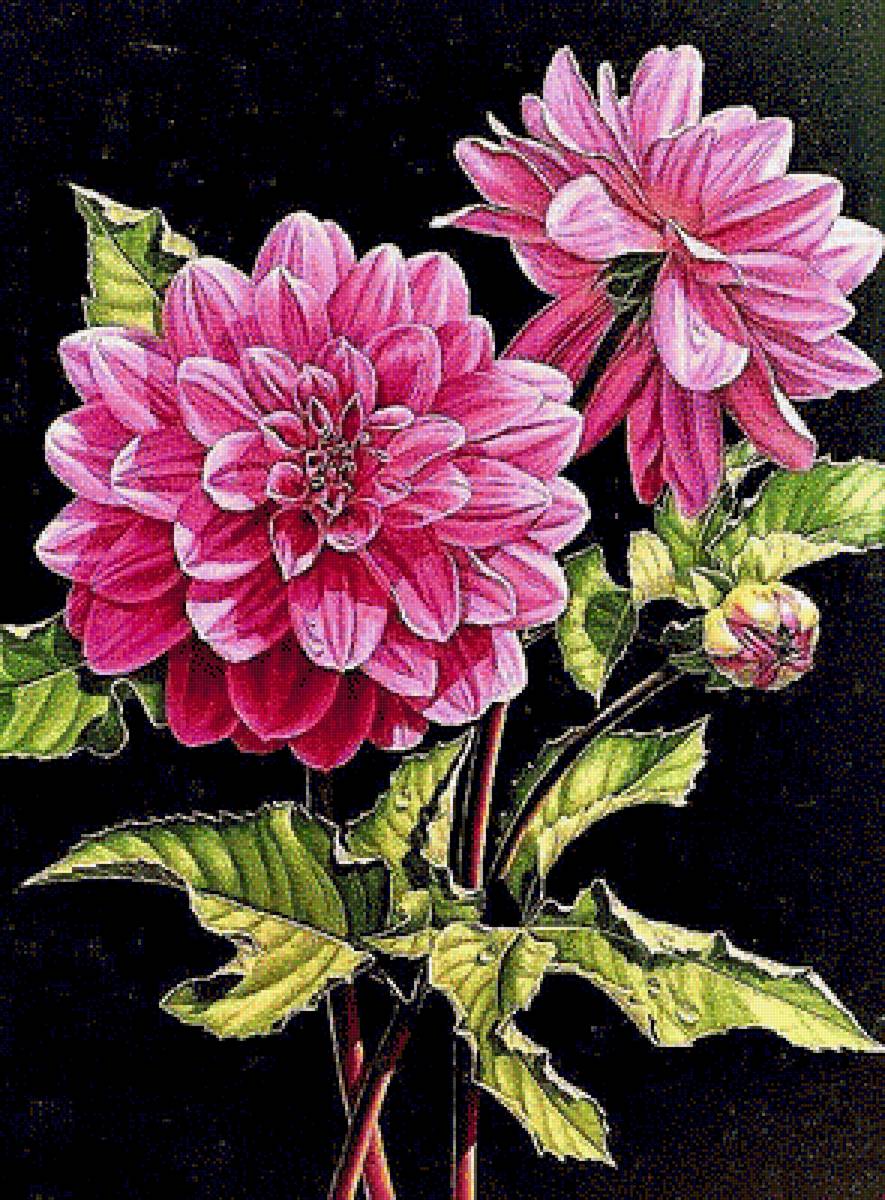 №1888748 - георгины - предпросмотр