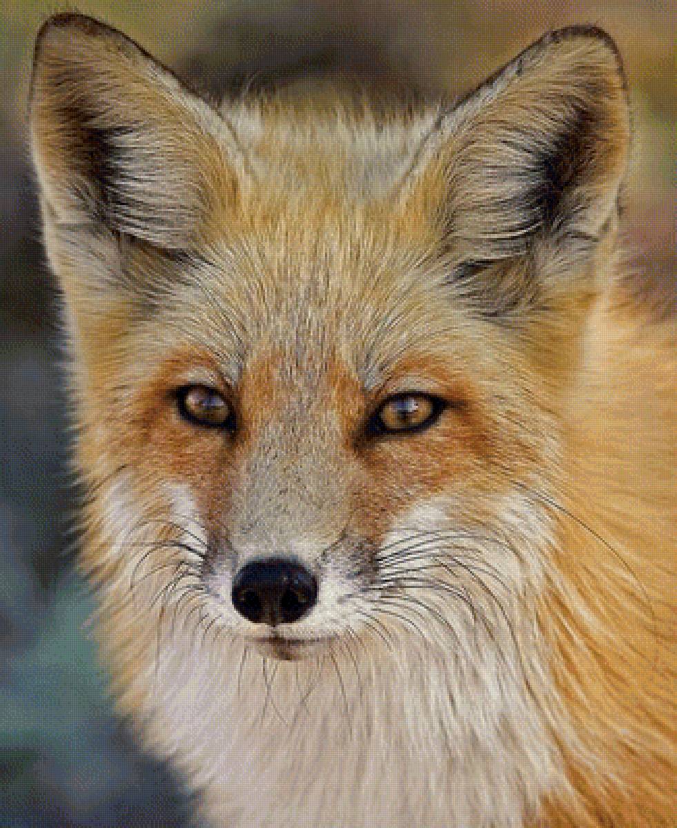 Лиса - звери, животные - предпросмотр