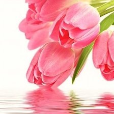 Схема вышивки «тюльпаны»