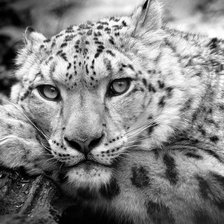 Схема вышивки «Леопард»