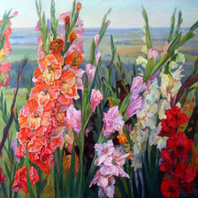 Гладиолусы