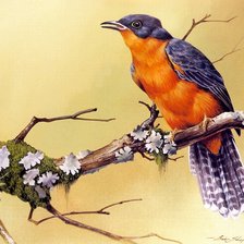 Схема вышивки «Птица-красавица»