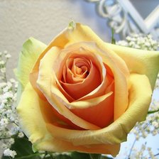 Схема вышивки «желтая роза»