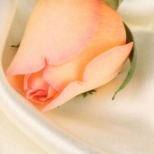 Схема вышивки «нежность»