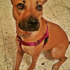 Схема вышивки «iv80»