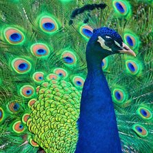 Схема вышивки «Павлин»