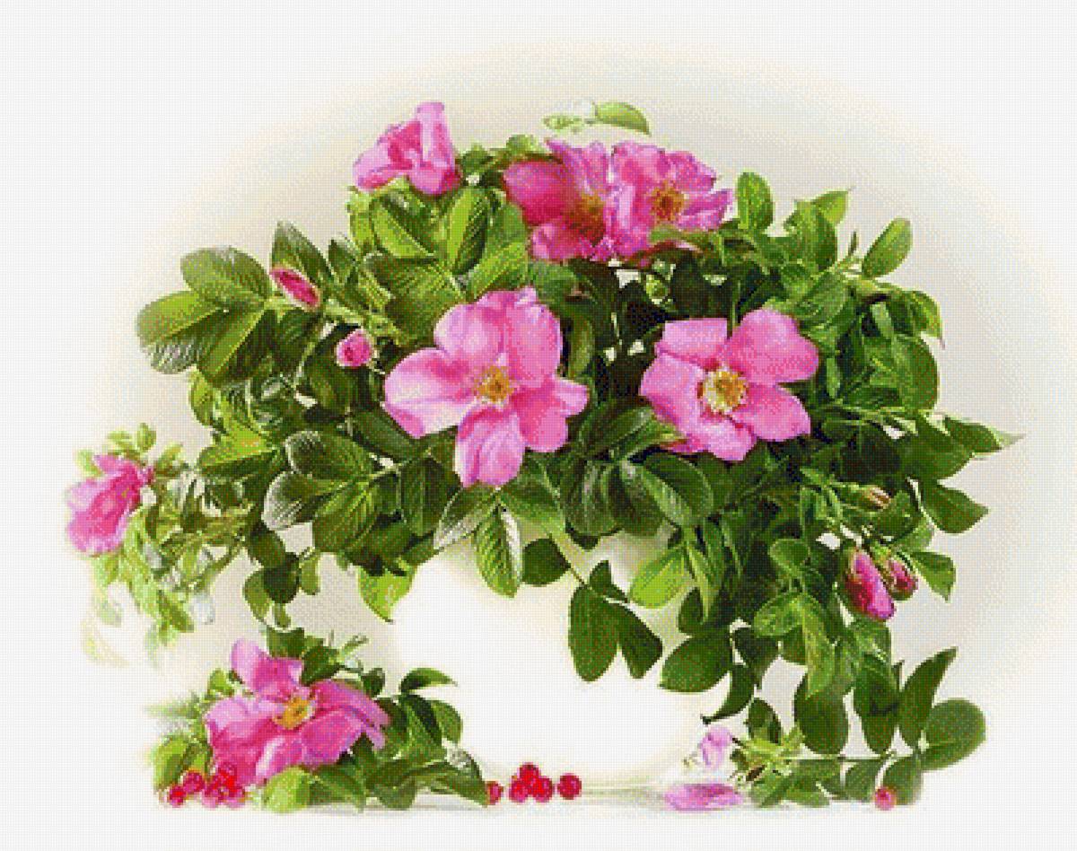 ЦВЕТУЩИЙ ШИПОВНИК - цветущий шиповник - предпросмотр