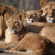 Схема вышивки «Львы»