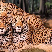 Схема вышивки «Леопарды»