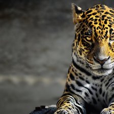 Схема вышивки «Leopard_00001»