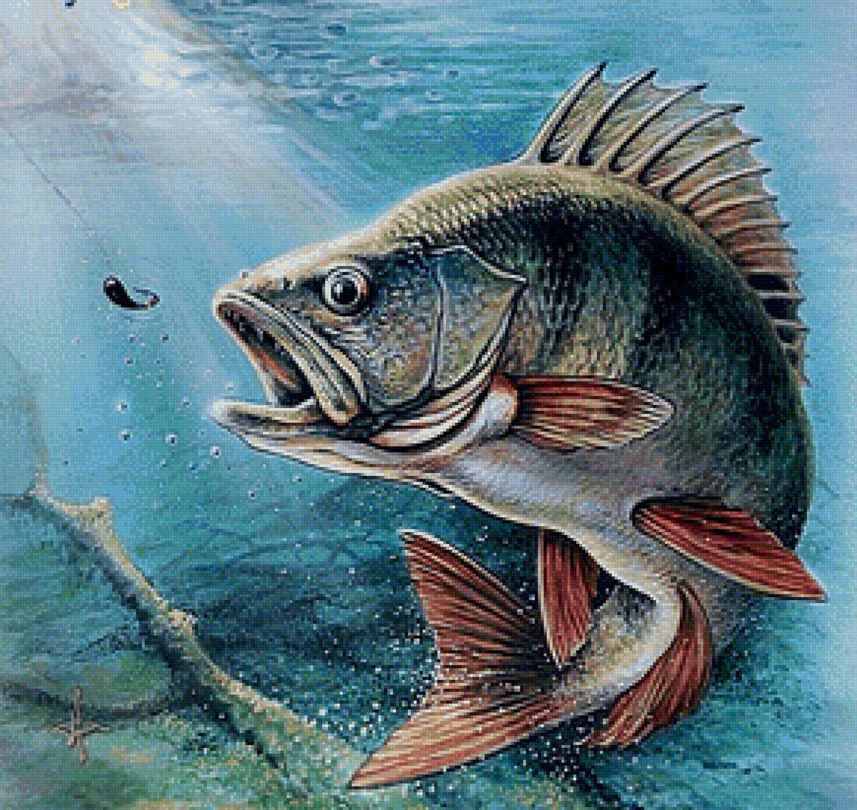 Окунь - рыбалка, окунь, рыба - предпросмотр