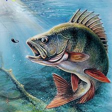 Схема вышивки «Окунь»