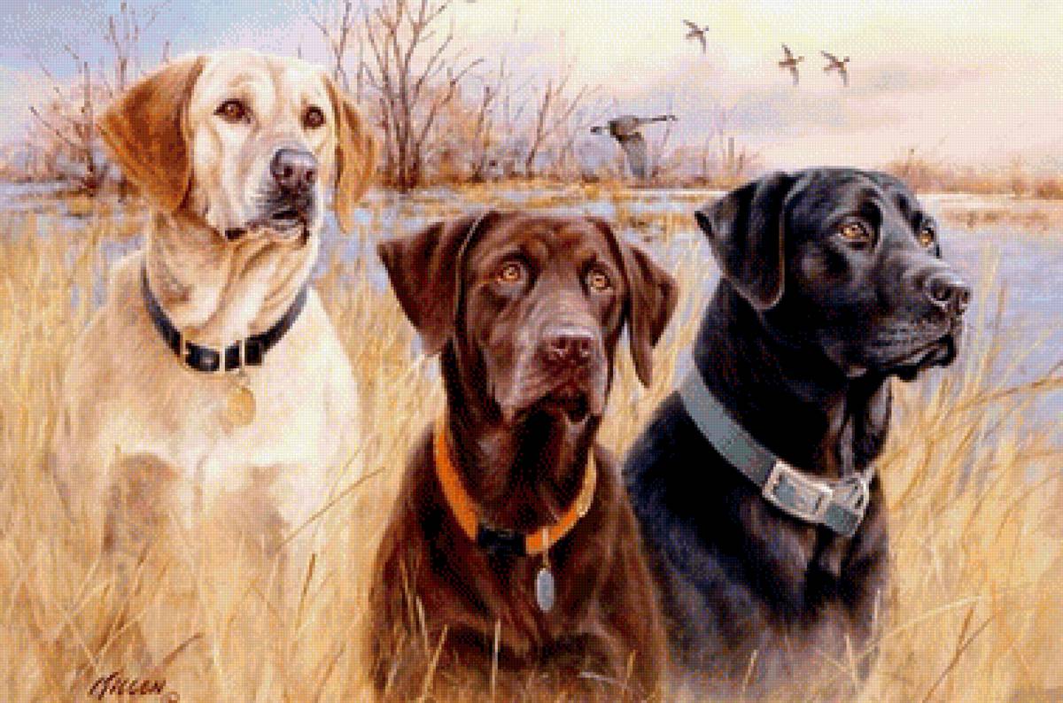 В ожидании команды - охота, река, собаки - предпросмотр