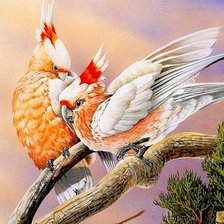 Два попугая