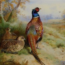 Схема вышивки «Золотые фазаны»