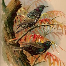 Схема вышивки «Красивая пара»