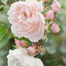 Схема вышивки «РОЗЫ»