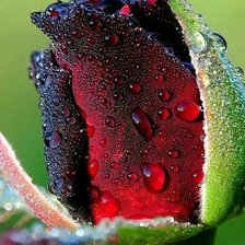 Схема вышивки «РОЗА»