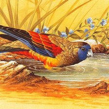 Схема вышивки «Красавец попугай»