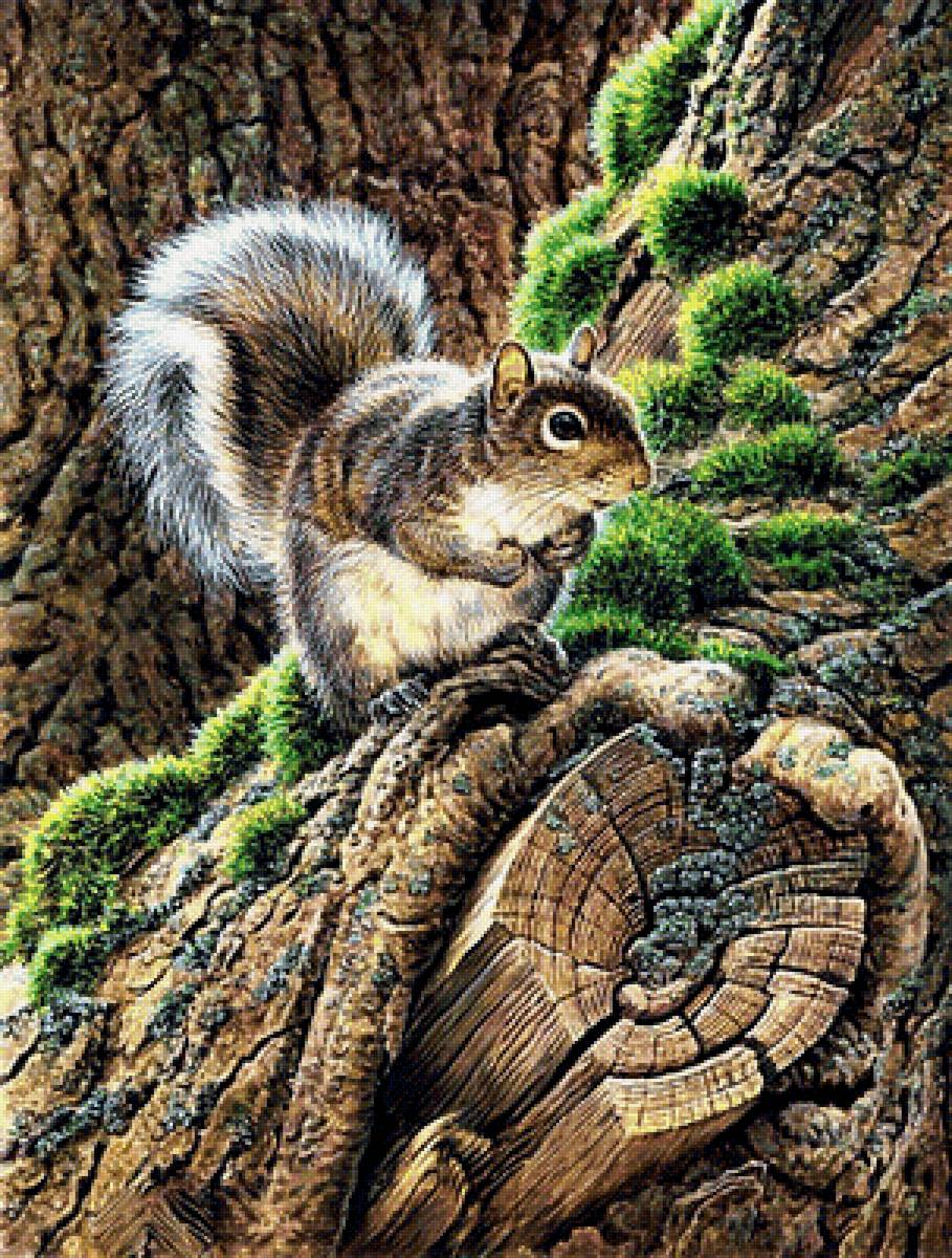 №1892175 - белка - предпросмотр